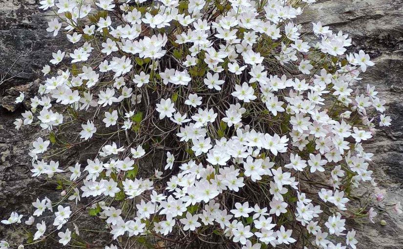 2021年的槭叶铁线莲