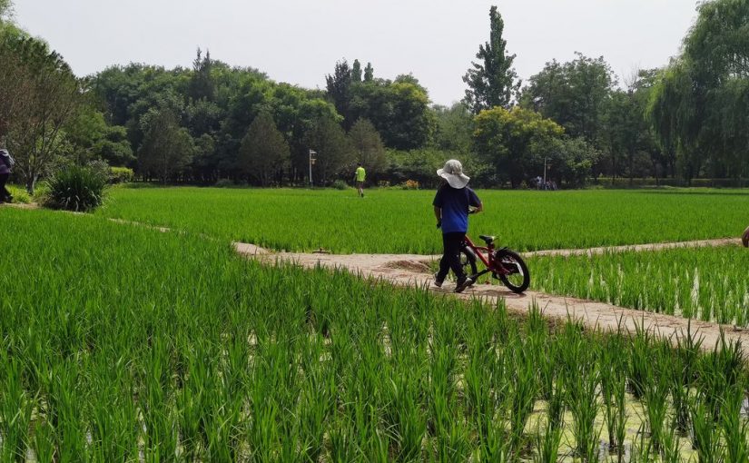 京西稻田
